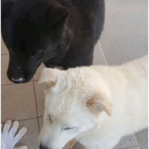 강아지분실실종 경기도 평택시