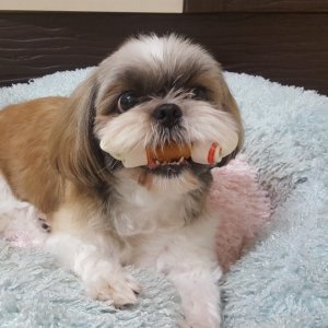 강아지분실실종 경기도 양주시