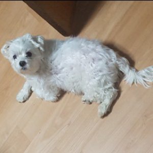 강아지분실실종 경기도 김포시