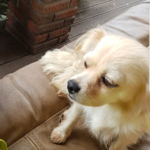 강아지분실실종 전라남도 장흥군