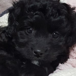 강아지분실실종 전라남도 고흥군