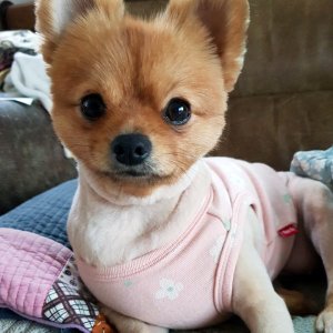 강아지분실실종 대전광역시 서구
