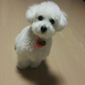 강아지분실실종 울산광역시 동구