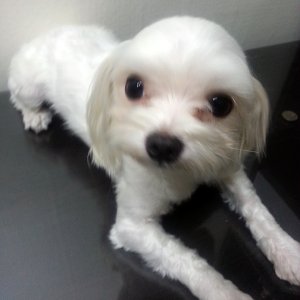 강아지분실실종 서울특별시 광진구