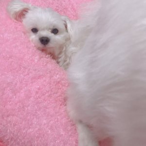 강아지분실실종 서울특별시 관악구