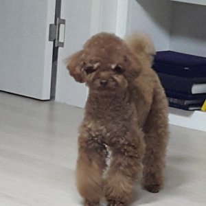 강아지분실실종 대전광역시 서구