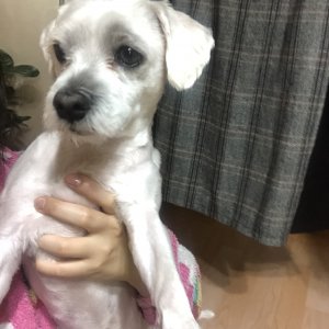 강아지분실실종 서울특별시 강서구