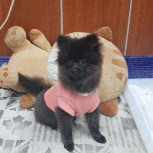 강아지분실실종 광주광역시 광산구
