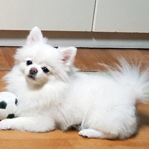 강아지분실실종 전라북도 남원시