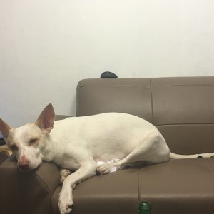 강아지분실실종 경기도 포천시