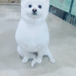 강아지분실실종 경기도 용인시 기흥구