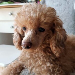 강아지분실실종 경기도 양주시