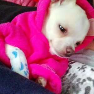 강아지분실실종 경기도 부천시 오정구