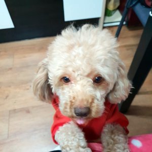 강아지분실실종 경기도 수원시 권선구