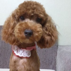 강아지분실실종 경상북도 문경시