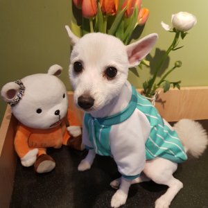 강아지분실실종 대구광역시 동구