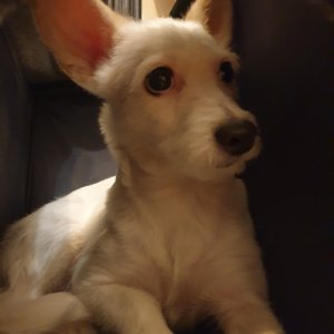 강아지분실실종 서울특별시 용산구