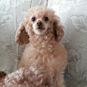 강아지분실실종 경기도 양주시
