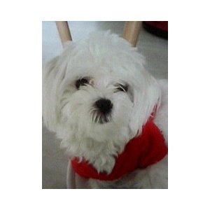 강아지분실실종 인천광역시 연수구