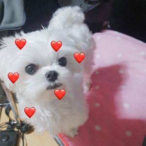 강아지분실실종 전라남도 순천시
