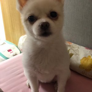 강아지분실실종 인천광역시 계양구