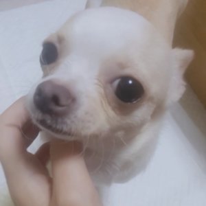 강아지분실실종 경기도 부천시 오정구