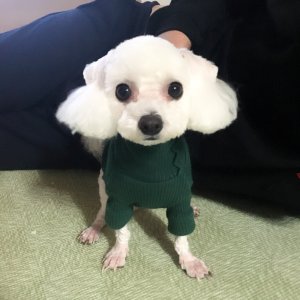 강아지분실실종 강원도 양양군