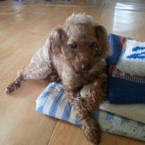 강아지분실실종 대전광역시 중구