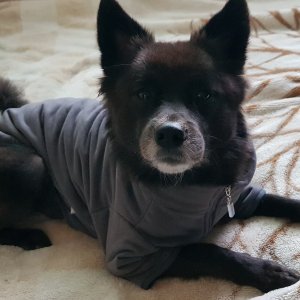 강아지분실실종 경상북도 구미시