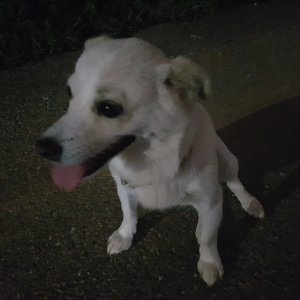 강아지분실실종 인천광역시 서구