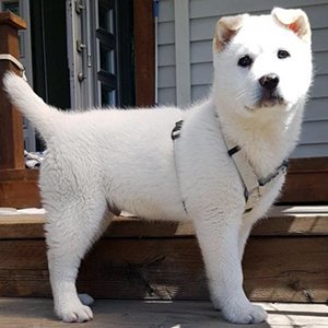 강아지분실실종 충청남도 금산군