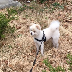 강아지분실실종 경기도 고양시 일산동구