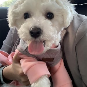 강아지분실실종 충청남도 아산시