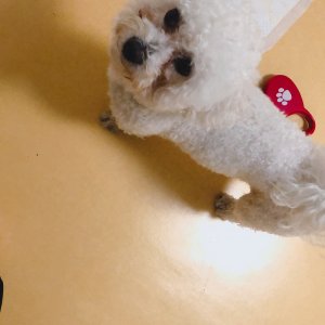 강아지분실실종 서울특별시 강북구