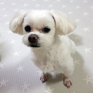 강아지분실실종 경기도 화성시