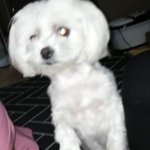 강아지분실실종 경기도 여주시