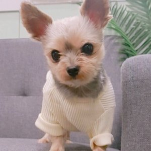 강아지분실실종 경기도 안산시 단원구
