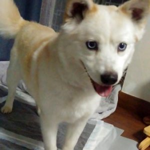 강아지분실실종 서울특별시 강남구