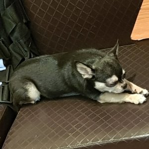 강아지분실실종 경기도 남양주시