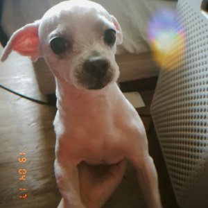 강아지분실실종 인천광역시 서구