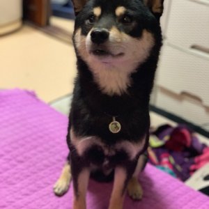 강아지분실실종 서울특별시 강서구