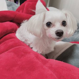 강아지분실실종 인천광역시 미추홀구