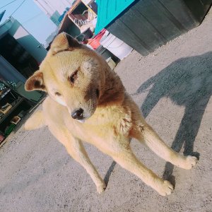 강아지분실실종 충청남도 서산시