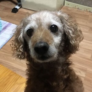 강아지분실실종 강원도 횡성군