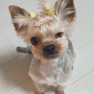 강아지분실실종 서울특별시 은평구