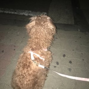 강아지 주인을 찾습니다 강아지 전단지