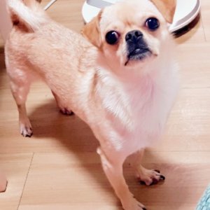 강아지분실실종 경기도 안산시 단원구