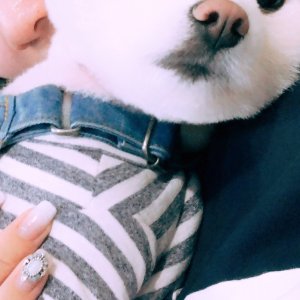 강아지분실실종 전라북도 김제시