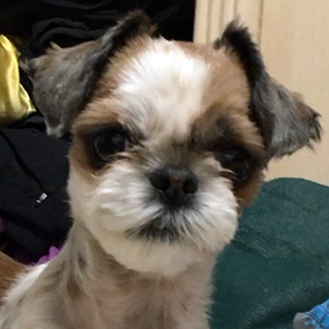 강아지분실실종 전라북도 남원시