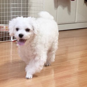 강아지분실실종 인천광역시 미추홀구